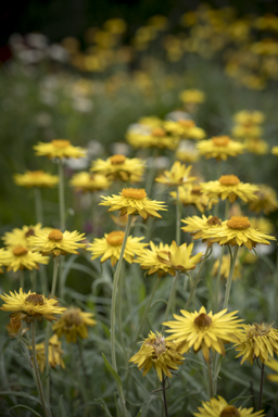 APII jpeg image of Xerochrysum bracteatum 'Dargan Hill Monarch'  © contact APII