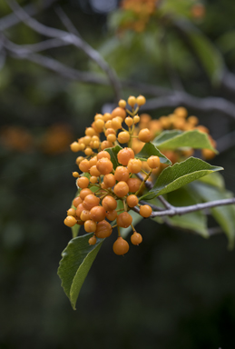 APII jpeg image of Auranthicarpa rhombifolia  © contact APII