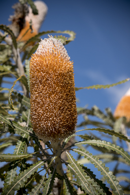 APII jpeg image of Banksia prionotes  © contact APII