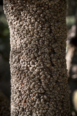 APII jpeg image of Banksia aemula  © contact APII