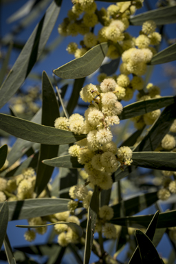 APII jpeg image of Acacia beckleri  © contact APII