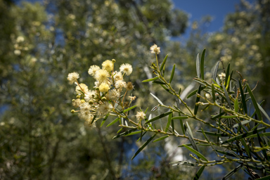 APII jpeg image of Acacia trinervata  © contact APII