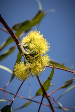 APII jpeg image of Eucalyptus erythrocorys  © contact APII