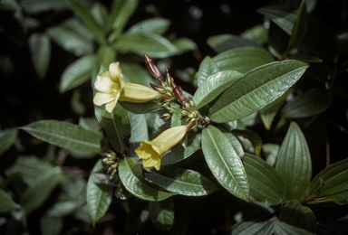 APII jpeg image of Allamanda neriifolia  © contact APII