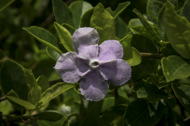 APII jpeg image of Brunfelsia australis  © contact APII