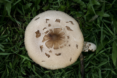 APII jpeg image of Chlorophyllum molybdites  © contact APII