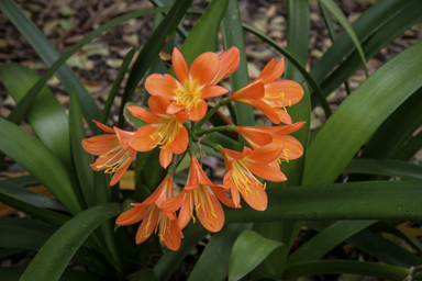 APII jpeg image of Clivia miniata  © contact APII