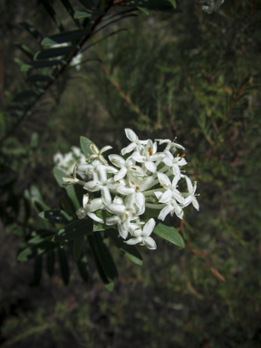 APII jpeg image of Pimelea linifolia  © contact APII