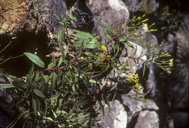 APII jpeg image of Lordhowea amygdalifolia  © contact APII