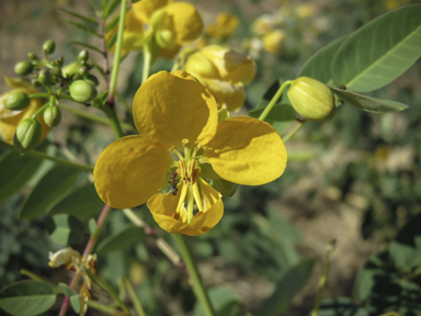 APII jpeg image of Senna planitiicola  © contact APII