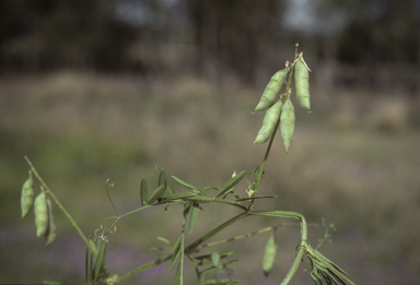 APII jpeg image of Vicia villosa subsp. eriocarpa  © contact APII