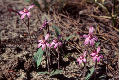 APII jpeg image of Caladenia reptans  © contact APII