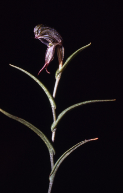 APII jpeg image of Pterostylis sargentii  © contact APII
