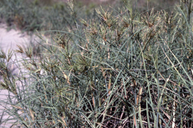 APII jpeg image of Spinifex longifolius  © contact APII