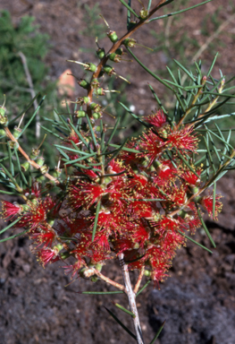 APII jpeg image of Callistemon brachyandrus  © contact APII