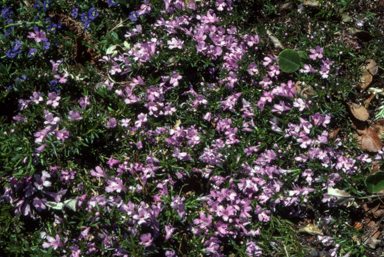 APII jpeg image of Hemiandra pungens  © contact APII
