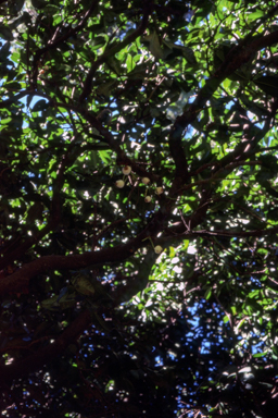 APII jpeg image of Syzygium moorei  © contact APII