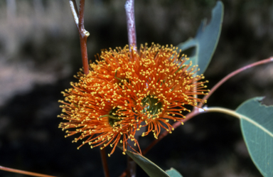 APII jpeg image of Eucalyptus miniata  © contact APII