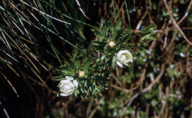APII jpeg image of Ranunculus anemoneus  © contact APII