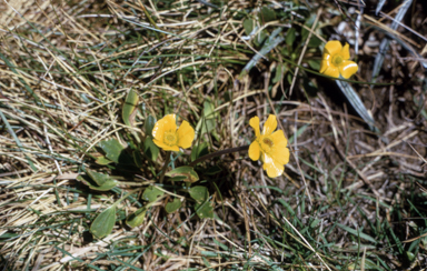 APII jpeg image of Ranunculus muelleri  © contact APII