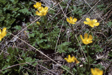 APII jpeg image of Ranunculus graniticolus  © contact APII