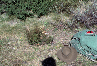 APII jpeg image of Ranunculus sp.  © contact APII