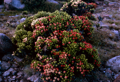 APII jpeg image of Ozothamnus ledifolius  © contact APII
