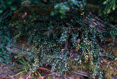 APII jpeg image of Prionites  © contact APII