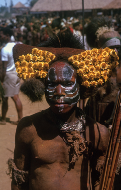 APII jpeg image of Xerochrysum bracteatum  © contact APII