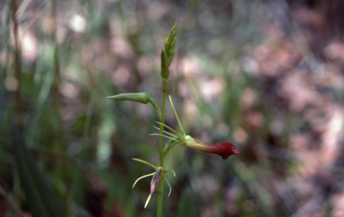 APII jpeg image of Cryptostylis subulata  © contact APII
