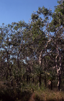 APII jpeg image of Melaleuca quinquenervia,<br/>Pandanus  © contact APII