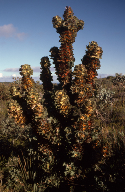 APII jpeg image of Hakea victoria  © contact APII