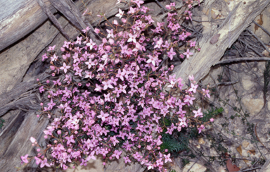 APII jpeg image of Boronia ledifolia  © contact APII