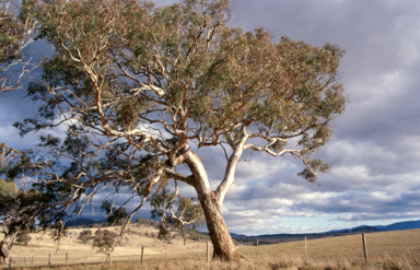 APII jpeg image of Eucalyptus melliodora  © contact APII