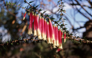 APII jpeg image of Epacris longiflora  © contact APII
