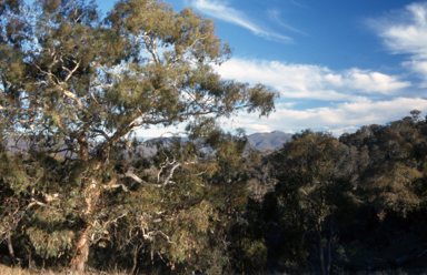 APII jpeg image of Eucalyptus rubida  © contact APII