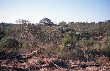 APII jpeg image of Eucalyptus notabilis  © contact APII