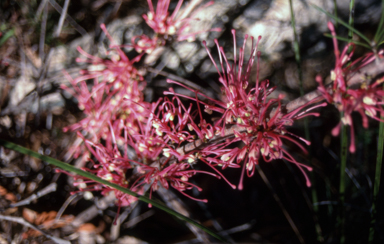 APII jpeg image of Hakea bakeriana  © contact APII