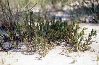 APII jpeg image of Hibbertia procumbens  © contact APII