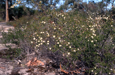 APII jpeg image of Kunzea rupestris  © contact APII