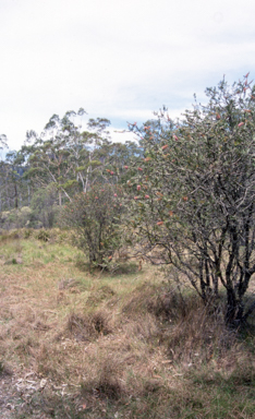 APII jpeg image of Melaleuca sp. nov. Megalong Valley  © contact APII