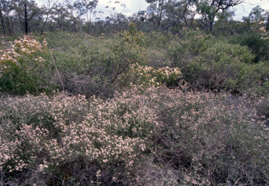 APII jpeg image of Micromyrtus blakelyi  © contact APII