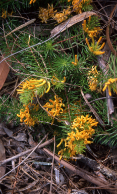 APII jpeg image of Persoonia chamaepitys  © contact APII