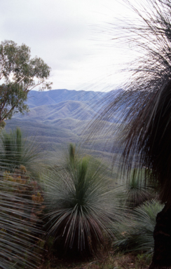 APII jpeg image of Xanthorrhoea australis  © contact APII
