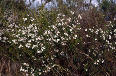 APII jpeg image of Zieria laevigata  © contact APII
