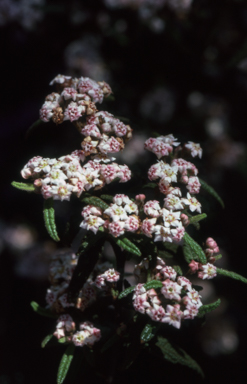 APII jpeg image of Commersonia dasyphylla  © contact APII