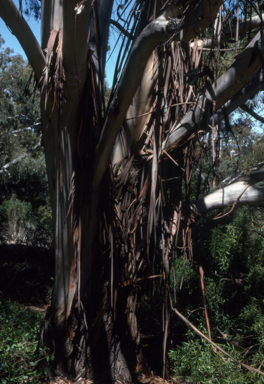 APII jpeg image of Eucalyptus oreades  © contact APII