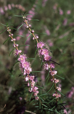 APII jpeg image of Hypocalymma robustum  © contact APII