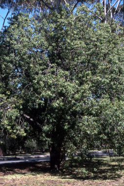 APII jpeg image of Brachychiton populneus  © contact APII