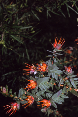 APII jpeg image of Darwinia citriodora  © contact APII